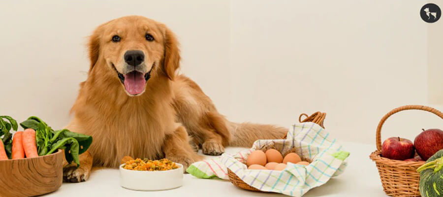 How to Improve Your Dog’s Digestion and Gut Health